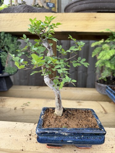 Bonsai tree blue ceramic - in,