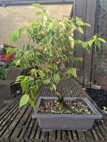 Japanese zelkova bonsai - japanese,