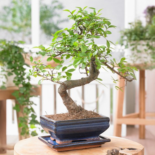 Bonsai chinese elm - bonsai, tree