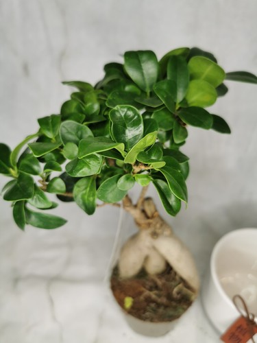 Ficus ginseng bonsai - ginseng, tree