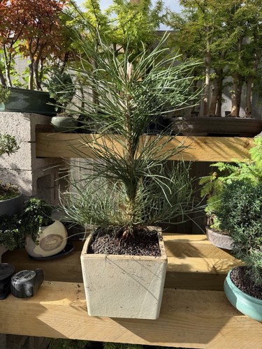 Pine pre bonsai - (pinus), tree