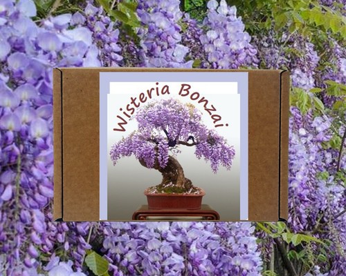 Wisteria bonsai tree - bonsai,