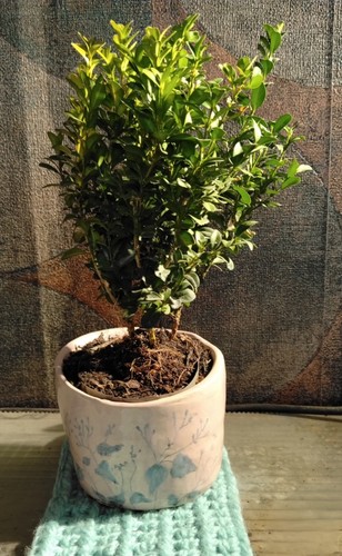 Box tree starter bonsai - box,