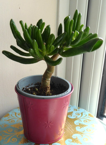 Money tree jade crassula - tree,