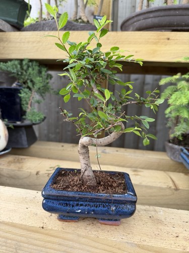 Potted bonsai tree broadleaf - bonsai,