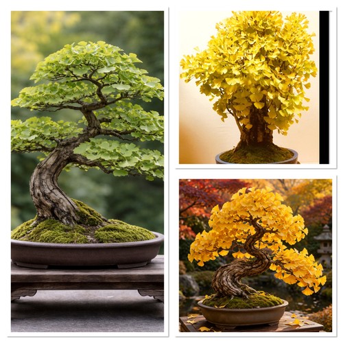 Ginkgo starter bonsai tree - ginkgo,