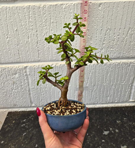 Portulacaria afra bonsai - portulacaria,