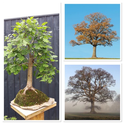 Sessile oak tree - sessile, starter