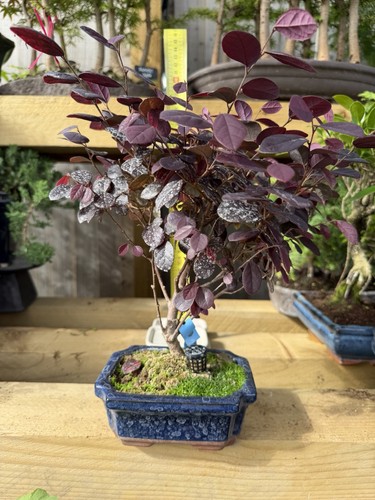Cotinus smoke bush - smoke, bonsai