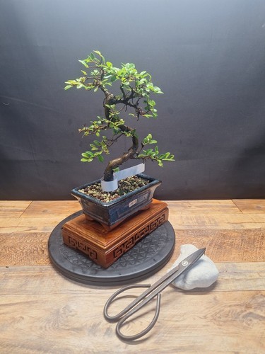 Chinese elm bonsai - , tree