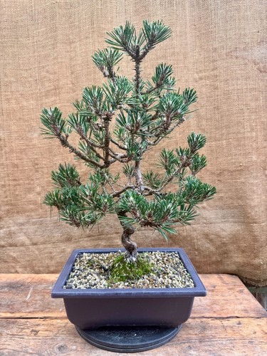 Japanese black pine - black, (kotobuki)