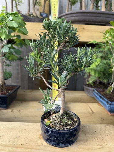 Pine bonsai tree olea - pine,