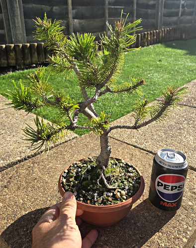Pine bonsai potted - bonsai,