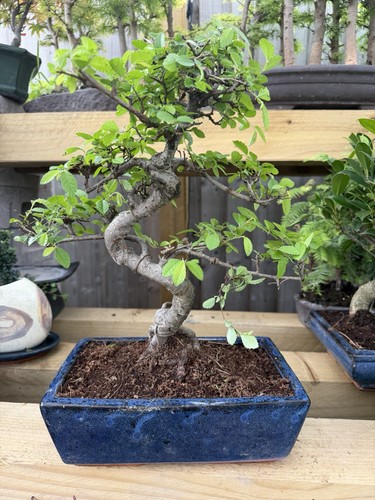 Chinese elm bonsai - (ulmus),