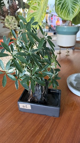 Schefflera variegated bonsai - schefflera,