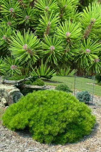 Japanese red pine low glow - japanese,
