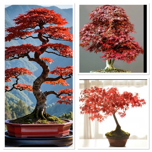 Red purple japanese maple - purple, 2