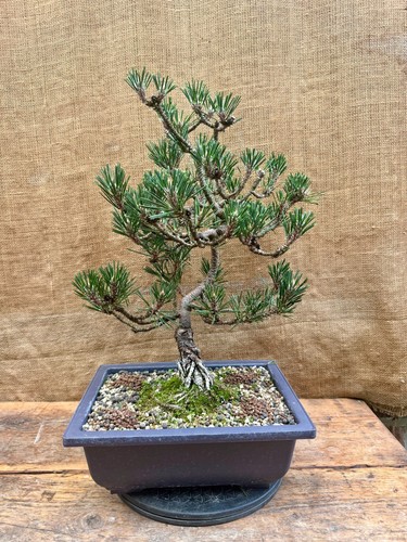 Japanese black pine - japanese,