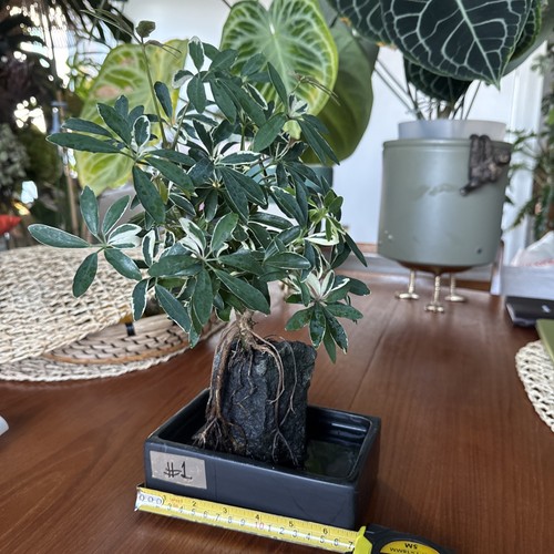 Schefflera variegated bonsai - schefflera,