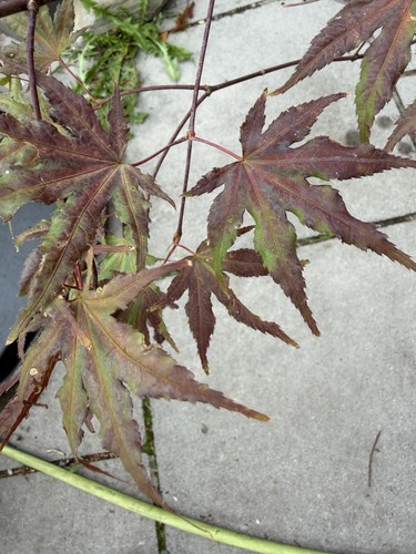 Acer palmatum aka shigitatsu - aka,