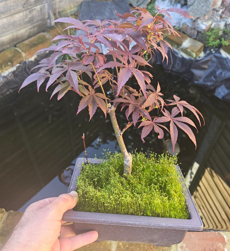 Japanese maple bonsai - japanese,