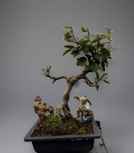 Bonsai tree european beech - tree,