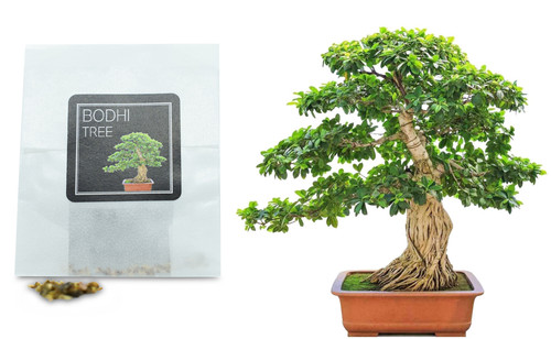 Bodhi tree sacred fig - bodhi,