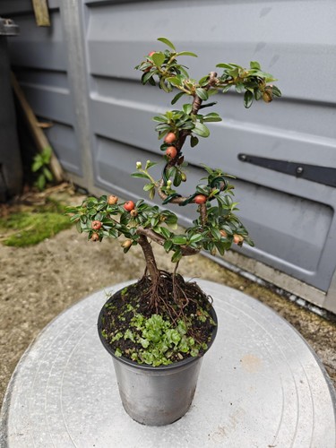 Cotoneaster dammeri