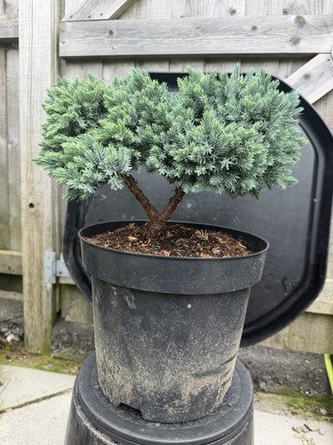 Juniper bonsai tree - bonsai,