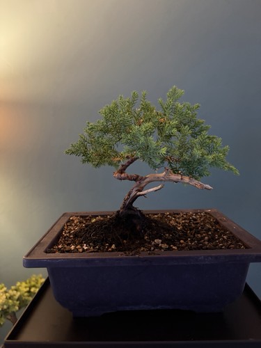 Juniper bonsai starter tree - bonsai, in