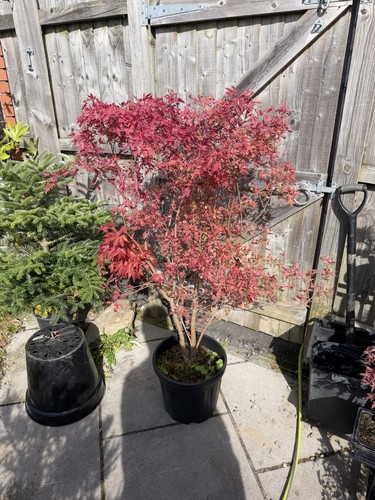 Acer palmatum shirazz rare - acer,