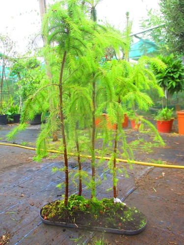 3ft inc pot sikta - inc.,