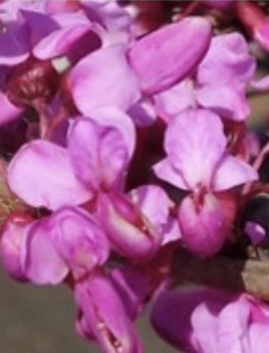 Cercis chinensis chinese - chinensis,