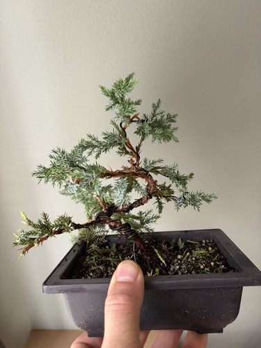 Juniper bonsai starter tree - starter,