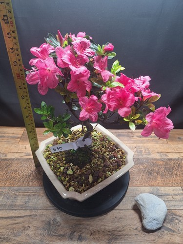 Pink flowering azalea - flowering,