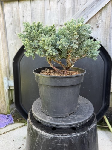 Juniper bonsai tree starter - juniper,