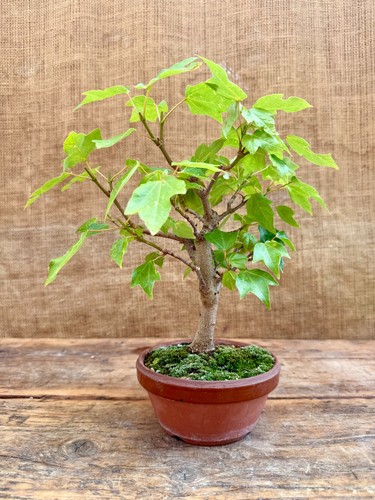 Acer buergerianum trident - acer,