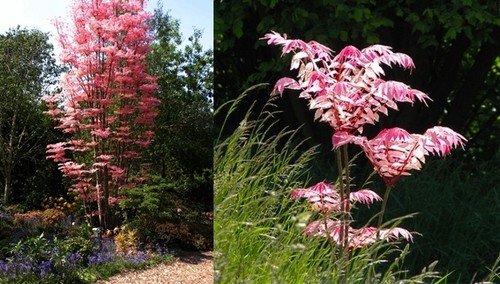 Toona sinensis chinese - toona, (chinese