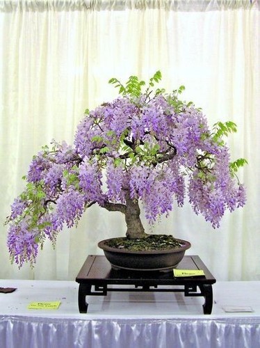 Wisteria bonsai tree 5 large - wisteria,