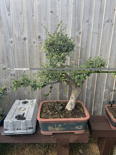 Pine potted bonsai - bonsai, tree