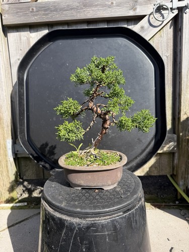 Imported japanese sargentii - imported,