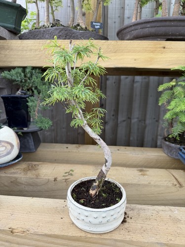 Potted bonsai tree pinus - potted,
