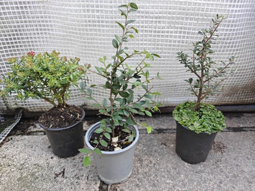 Bonsai starter set - bonsai, x3