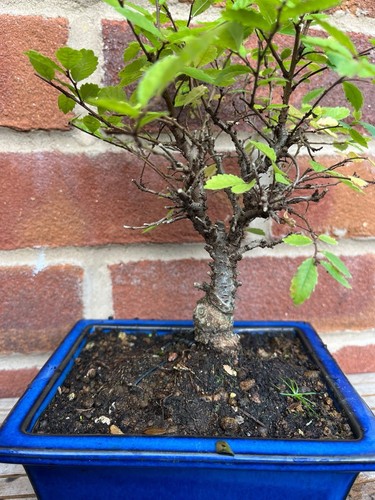 Beautiful cork bark elm bonsai - bark,