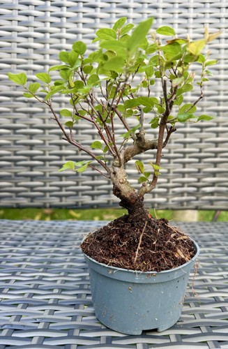 Chinese sweet plum bonsai - chinese,