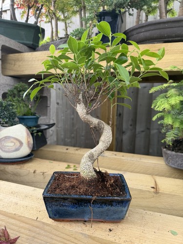 Ficus bonsai tree - bonsai,
