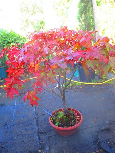 3ft inc pot outdoor - outdoor, bonsai