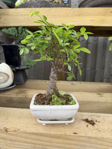 Potted bonsai tree broadleaf - potted,