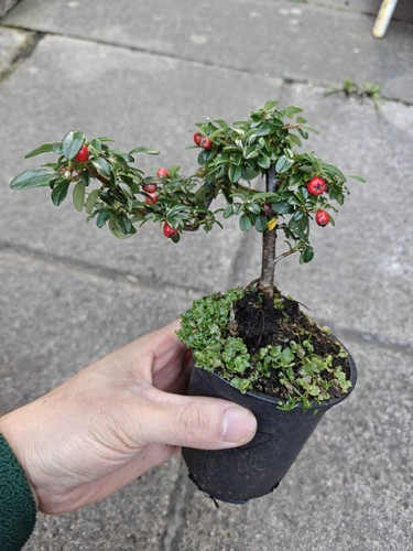 Cotoneaster dammeri - , d