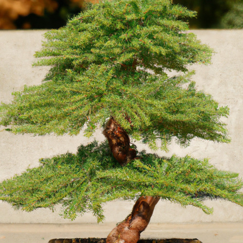 Dawn redwood bonsai tree - dawn,